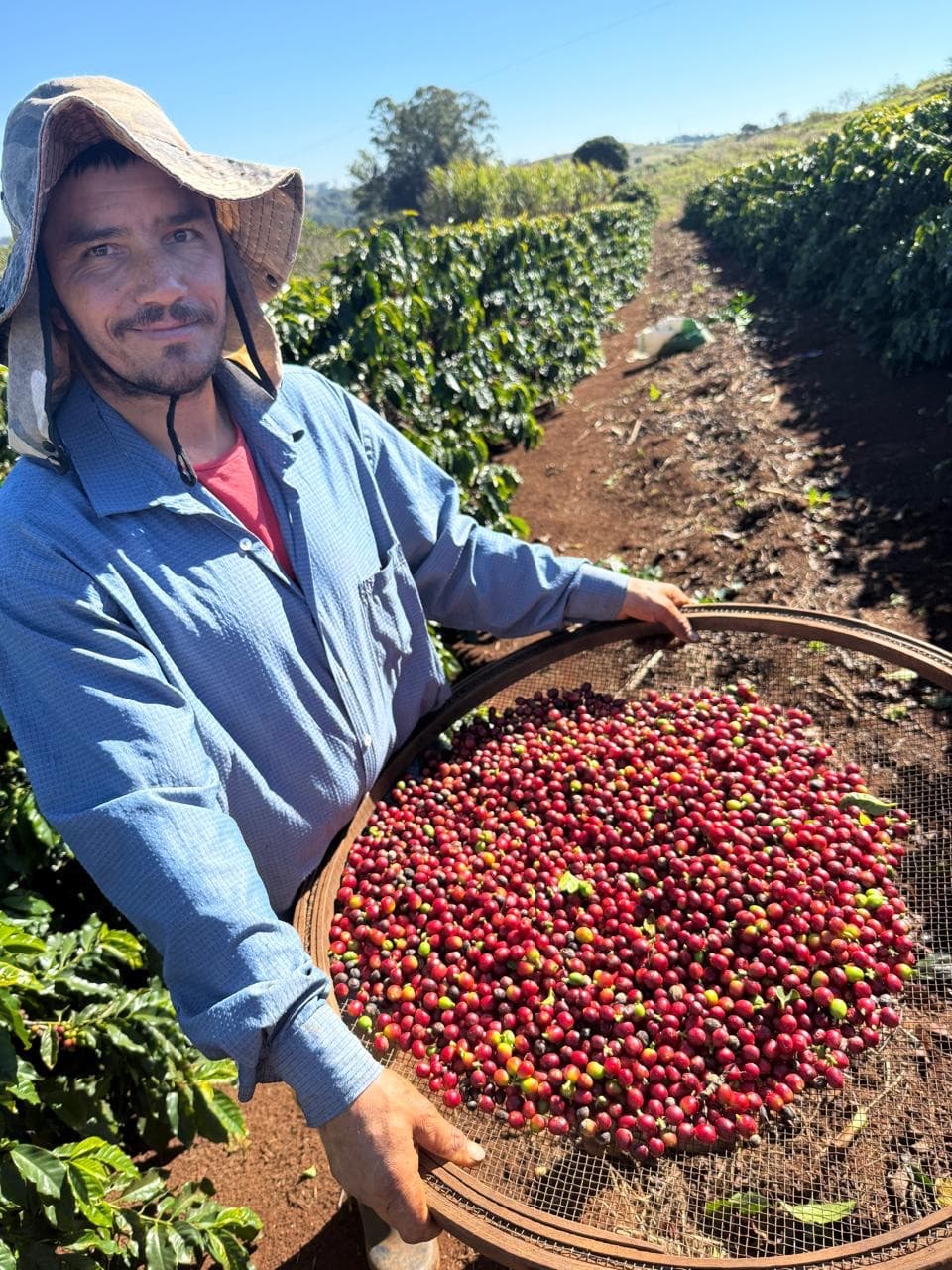 Carlos Alexandre Siqueira segurando uma peneira com cerejas maduras de café