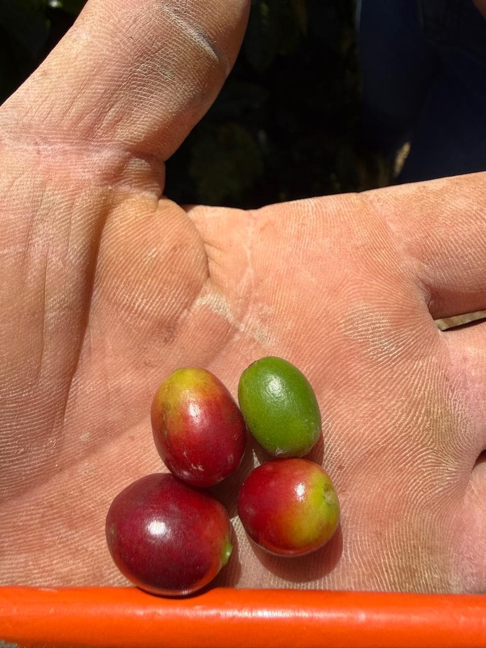 Frutos de café em diferentes pontos de maturação na mão