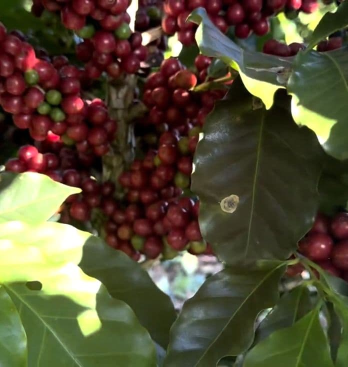 Cerejas maduras de café ainda no cafeeiro