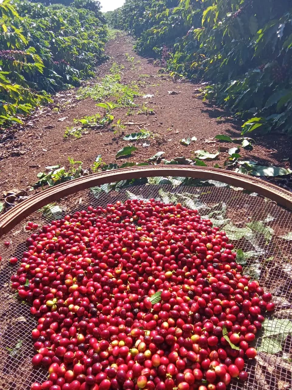 Peneira com cerejas maduras de café recém-colhidas