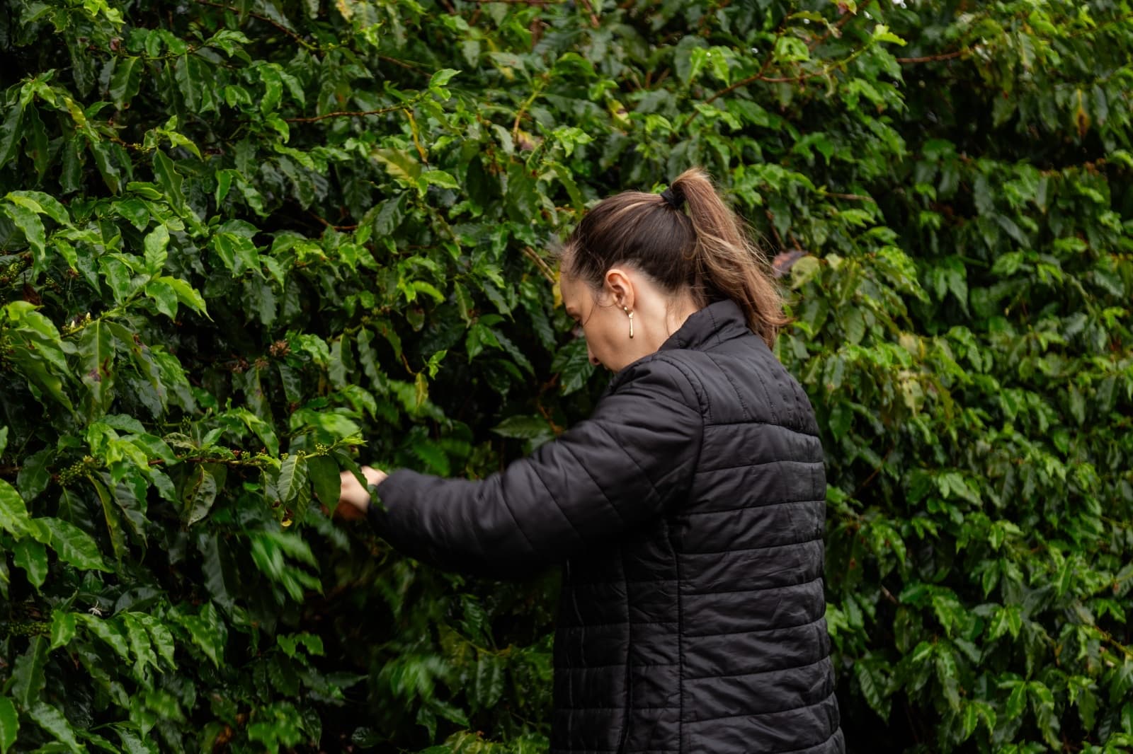 Suzi Ninov observando uma planta de café na lavoura